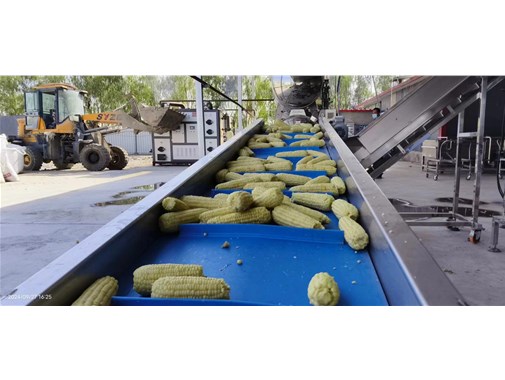 全自動(dòng)甜玉米加工生產(chǎn)流水線工作原理